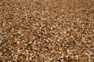 Autumn Leaves Carpet Wallpaper
