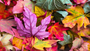 Autumn Leaves Closeup H D Wallpaper