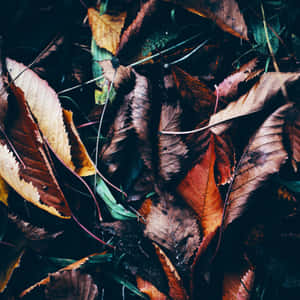 Autumn Leaves Dark Fall Aesthetic.jpg Wallpaper