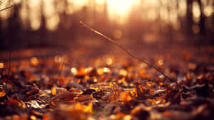 Autumn Leaves Depth Effect Wallpaper