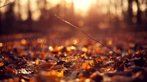 Autumn Leaves Depth Effect Wallpaper