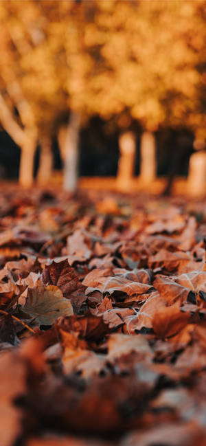 Autumn Leaves Foliage Thanksgiving Iphone Wallpaper