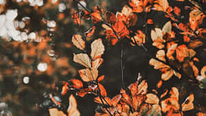 Autumn Leaves Glowing Bokeh.jpg Wallpaper