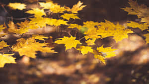 Autumn_ Leaves_ Glowing_in_ Sunlight.jpg Wallpaper