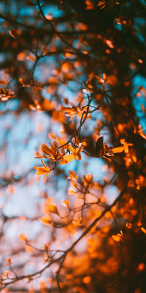 Autumn Leaves Glowing Sunset Wallpaper