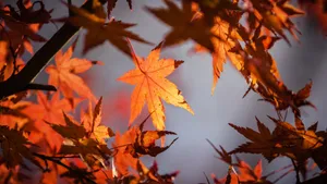 Autumn Leaves In The Sunlight Wallpaper