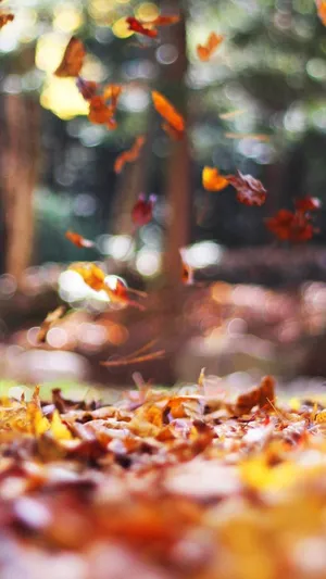 Autumn Leaves Iphone Wallpaper