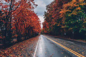 Autumn Leaves Lining A Forest Path Wallpaper