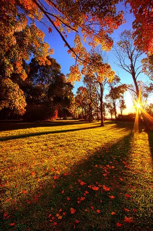 Autumn Leaves On A Park Bench Wallpaper
