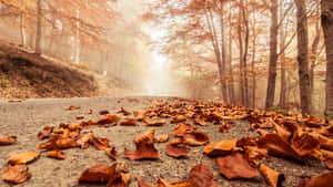 Autumn Leaves On Forest Floor Wallpaper