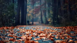 Autumn Leaves On Path Wallpaper