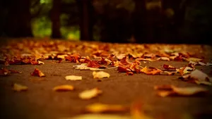 Autumn Leaves On The Ground Wallpaper