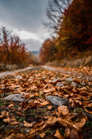 Autumn Leaves Scattered On The Ground Wallpaper