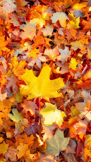 Autumn Leaves Scattered On The Ground Wallpaper