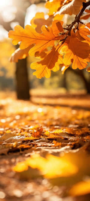 Autumn Leaves Sunlight Glow Wallpaper