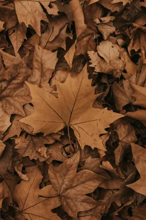 Autumn Leaves Texture Brown Fall Aesthetic Wallpaper