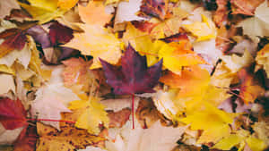 Autumn Leaves Texture H D Wallpaper