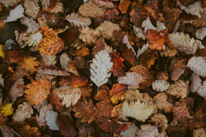 Autumn Leaves Texture.jpg Wallpaper