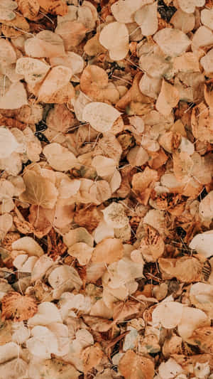Autumn Leaves Texture.jpg Wallpaper