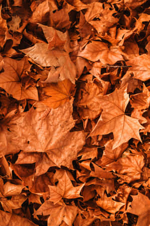 Autumn Leaves Texture.jpg Wallpaper