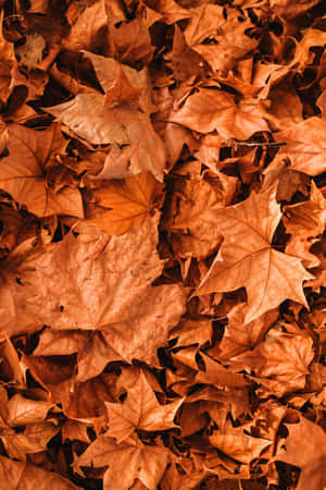 Autumn Leaves Texture Wallpaper