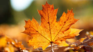 Autumn Maple Leaf Glow Wallpaper