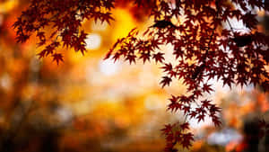 Autumn Maple Leaves Backdrop Wallpaper