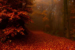 Autumn Mist Forest Path Wallpaper