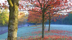 Autumn Morning Frost Southampton Park Wallpaper