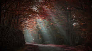 Autumn Mystique Forest Path Wallpaper