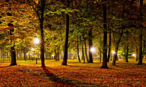 Autumn Night Park Lights Wallpaper