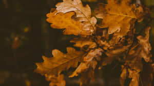 Autumn_ Oak_ Leaves_4 K_ Aesthetic.jpg Wallpaper