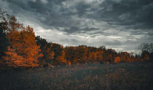 Autumn_ Orange_ Grunge_ Forest_ Scene.jpg Wallpaper