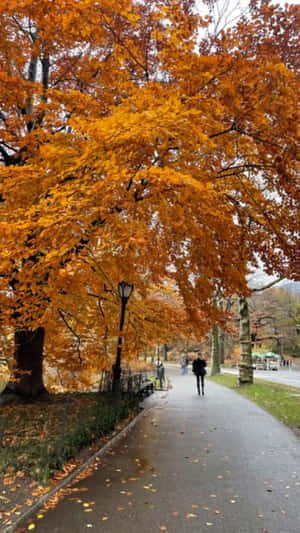 Autumn Park Promenade Wallpaper