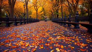 Autumn Park Promenade Wallpaper