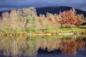 Autumn Park Reflection Coquitlam Wallpaper