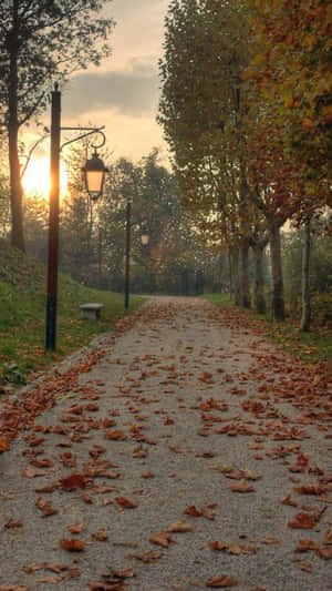 Autumn Path Grunge Aesthetic Wallpaper