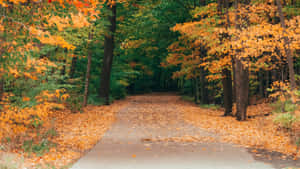 Autumn Pathway H D Desktop Wallpaper