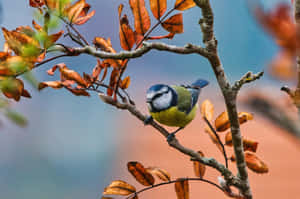 Autumn Perched Titmouse Wallpaper