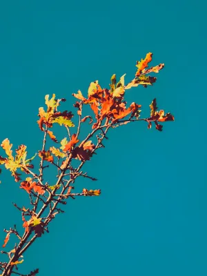 Autumn Phone Bright Orange Leaves Wallpaper