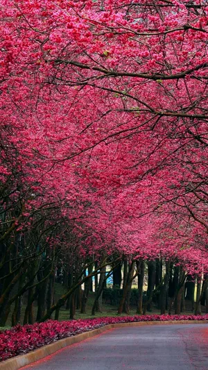 Autumn Pink Canopy Road Wallpaper