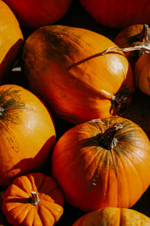 Autumn Pumpkin Collection.jpg Wallpaper