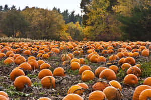 Autumn Pumpkin Field Aesthetic Wallpaper