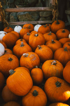 Autumn Pumpkin Harvest Wallpaper