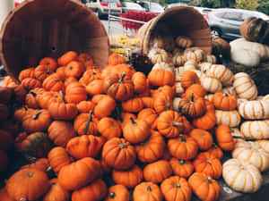 Autumn Pumpkin Harvest Wallpaper