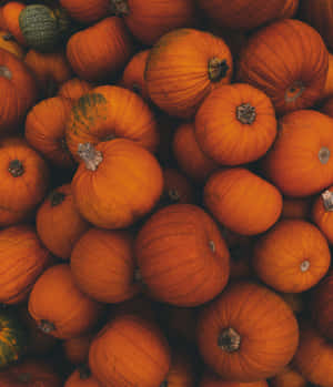 Autumn Pumpkin Harvest.jpg Wallpaper