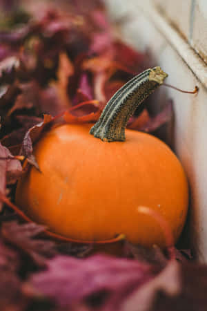 Autumn Pumpkin Leaves Backdrop Wallpaper