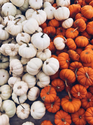 Autumn Pumpkin Patch Aesthetic.jpg Wallpaper