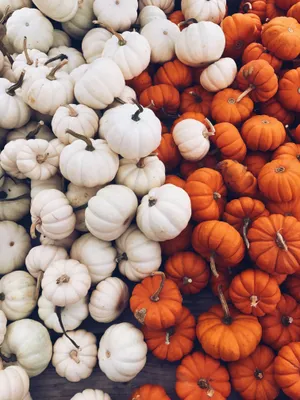 Autumn Pumpkin Patch Aesthetic.jpg Wallpaper