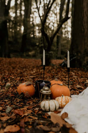 Autumn Pumpkin Still Life Wallpaper